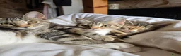 Domestic Shorthair cats for sale: 4 kittens looking for their forever homes 🩷 - Advert 3