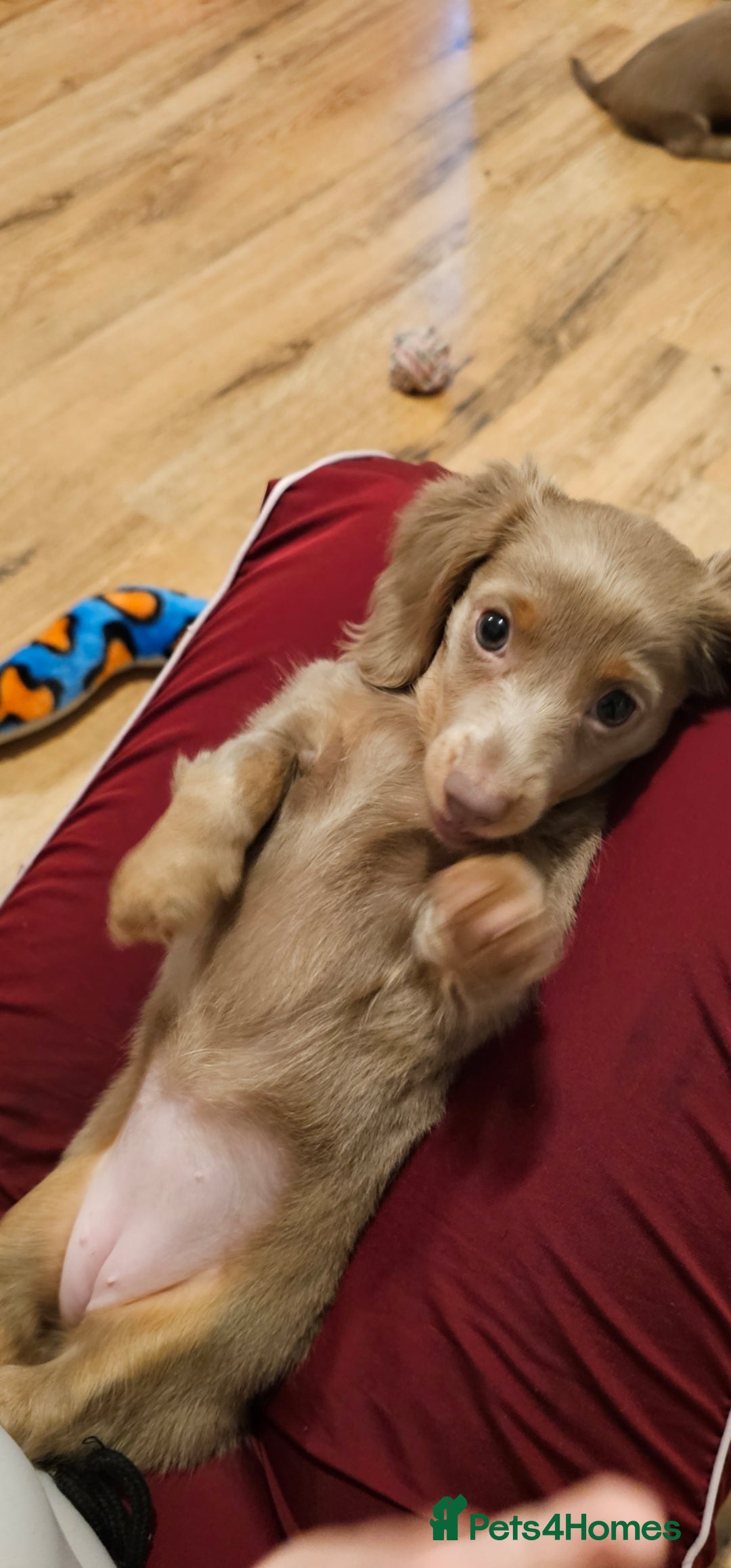 Miniature Dachshund dogs for sale: Isabella & Tan Long Haired Miniature Dachshunds - Advert 5
