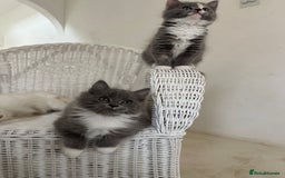 Ragdoll cats for sale: Gorgeous half pedigree Ragdoll kittens - Image 19