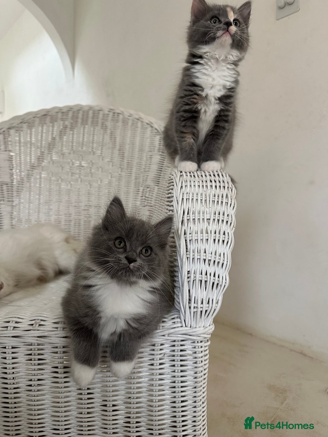 Ragdoll cats for sale: Gorgeous half pedigree Ragdoll kittens - Image 19