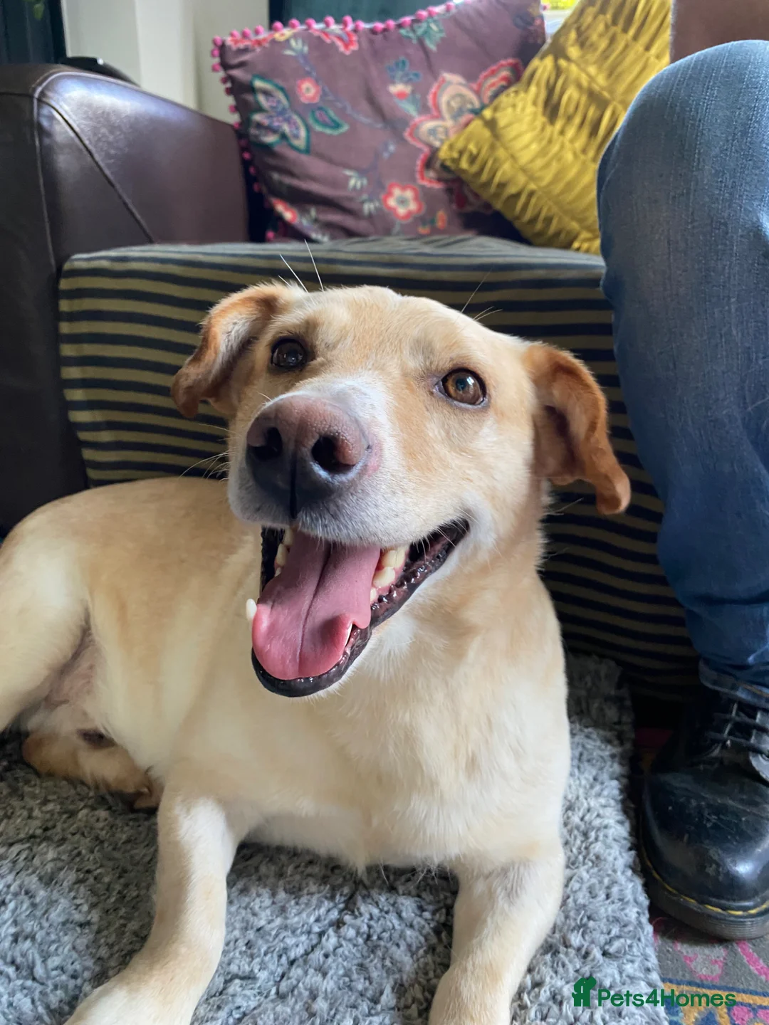 Mixed Breed dogs for sale: Freddie - Currently in Foster  - Advert 2