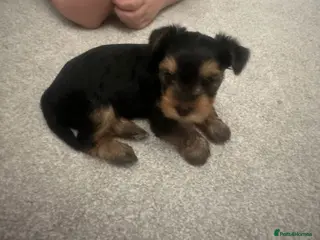 Yorkshire Terrier dogs 3 beautiful Yorkshire girl's - Advert 9