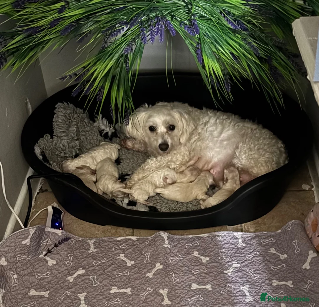 Mixed Breed dogs for sale: Maltese x coton de Tuléar beautiful puppies  - Advert 20