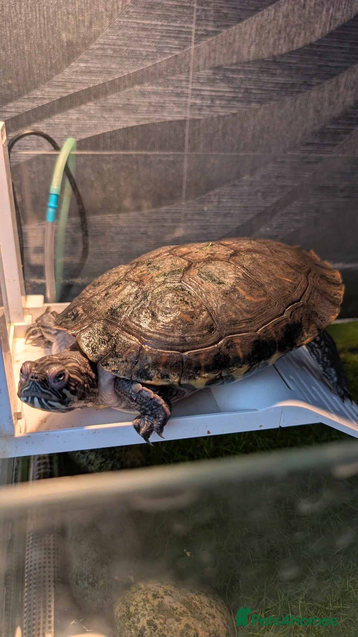 Turtle reptiles Turtle in need of new home  - Advert 1