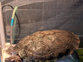 Turtle reptiles Turtle in need of new home - Advert 1