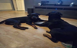 Rottweiler dogs for sale: 7 Rottweiler puppies available to loving homes - Advert 7