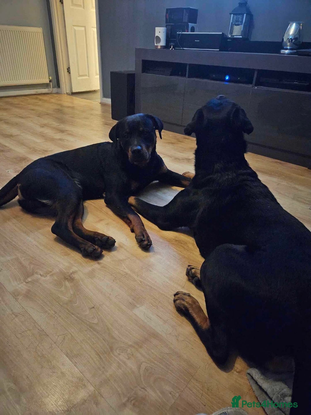 Rottweiler dogs for sale: 7 Rottweiler puppies available to loving homes - Advert 7