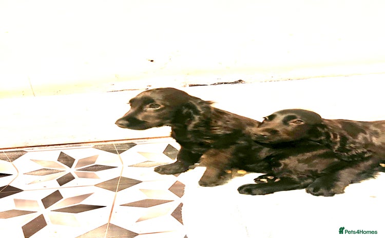 Cocker Spaniel dogs in London - Advert 12