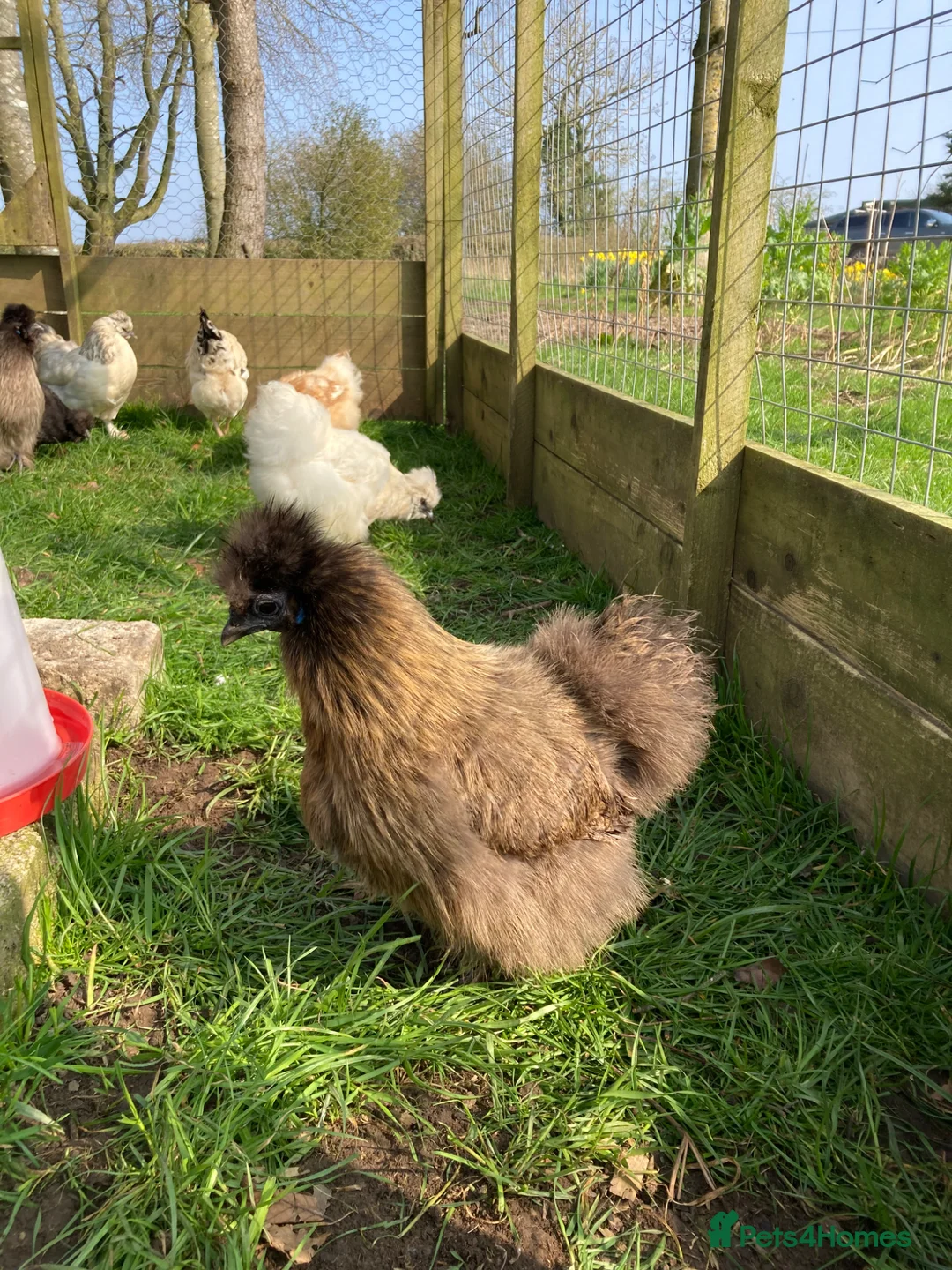 Chickens poultry for sale: Silkies Bantam hens mixed colours - Advert 2