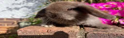 Mini Lop rabbits for sale: 6 mini lop babies RTL 10th September - Advert 23
