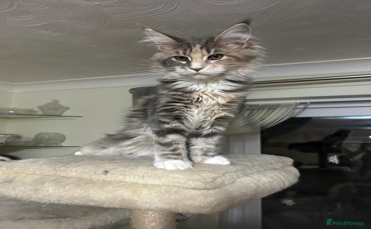 Maine Coon cats LAST 3 REMAINING Pedigree Maine Coon Kittens - Advert 3