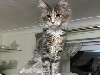 Maine Coon cats LAST 3 REMAINING Pedigree Maine Coon Kittens - Advert 2
