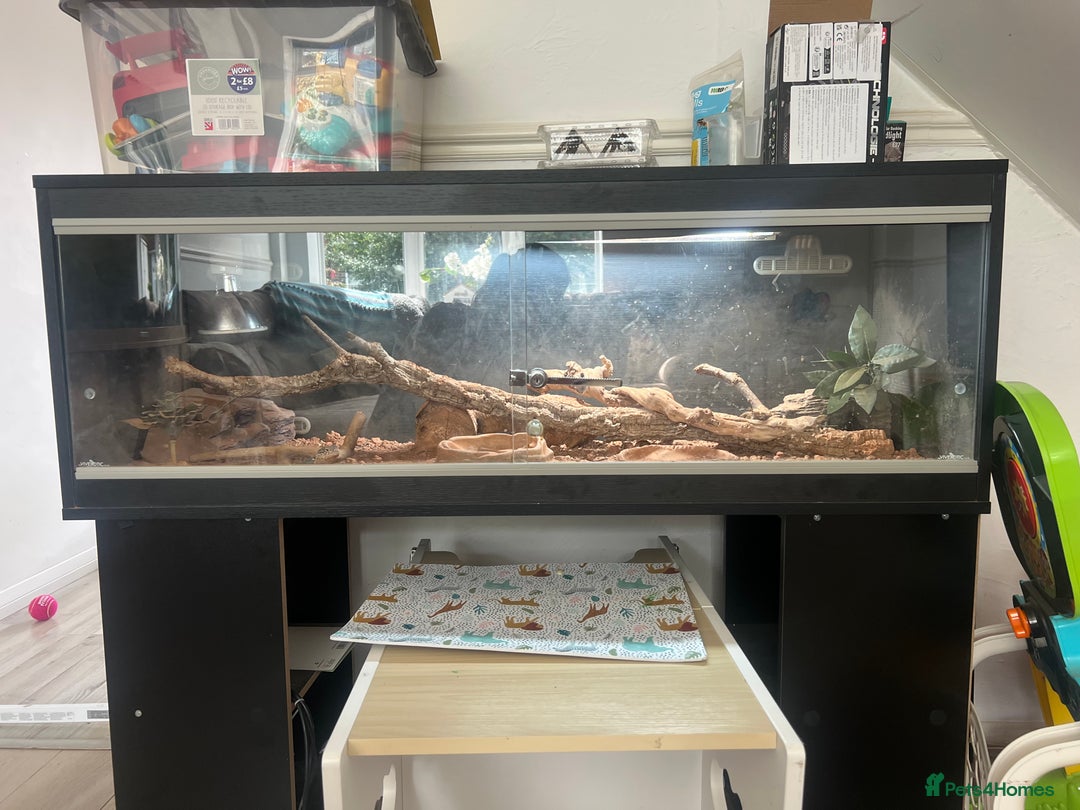 Lizard reptiles for sale: Collared lizard and full set up for sale  - Image 4