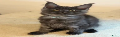 Maine Coon (Aqua) Bellatrix Black Smoke 
