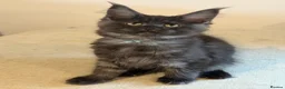 Maine Coon cats for sale: TICCA Registered MaineCoon Kittens (Pet Only)  - Advert 8