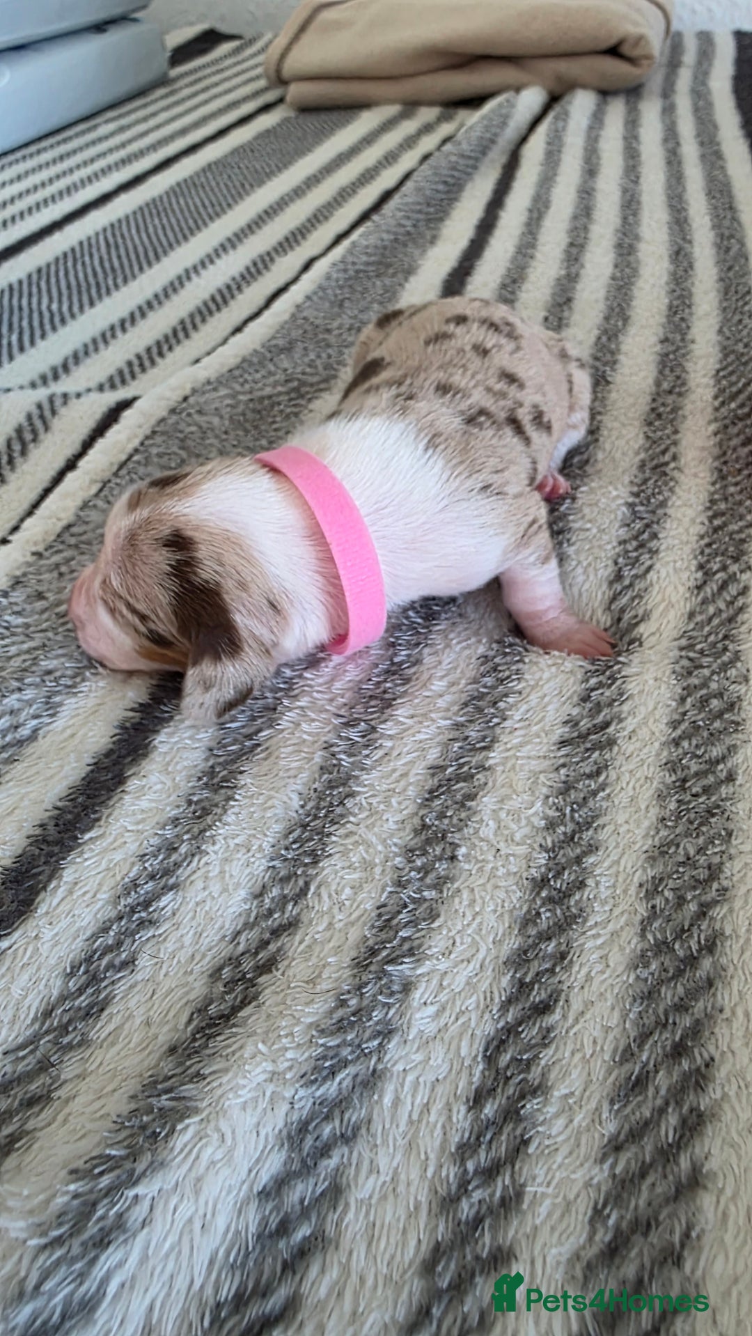 Dachshund dogs for sale: Dachshund tweenies for sale - Image 3