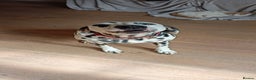 Dalmatian dogs for sale: Dalmatian puppies for sale - Advert 11