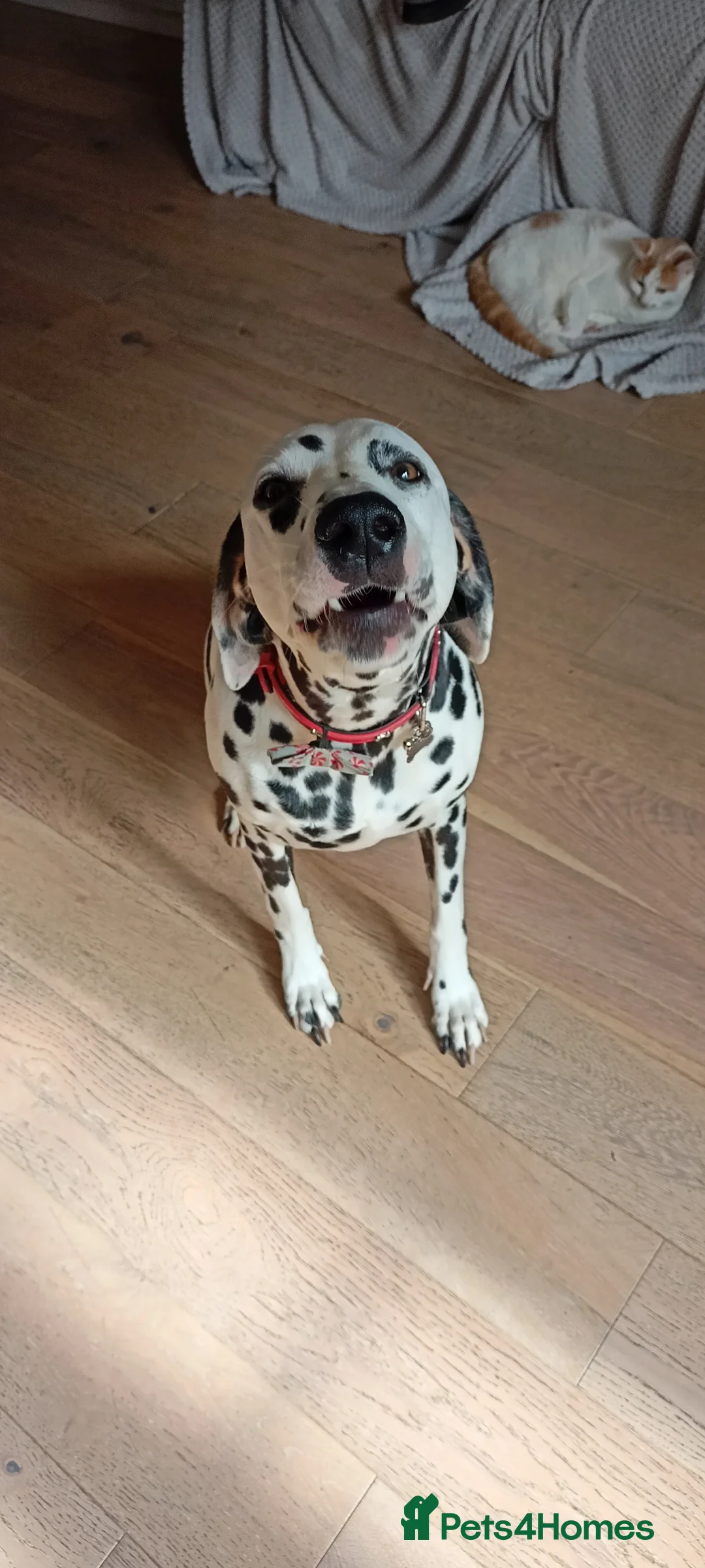 Dalmatian dogs for sale: Dalmatian puppies for sale - Advert 11