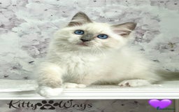 Ragdoll cats for sale: 🐾🩷*TICA REG* EU RAGDOLL KITTENS🌟 DNA CLEAR 🩵🐾 - Image 4