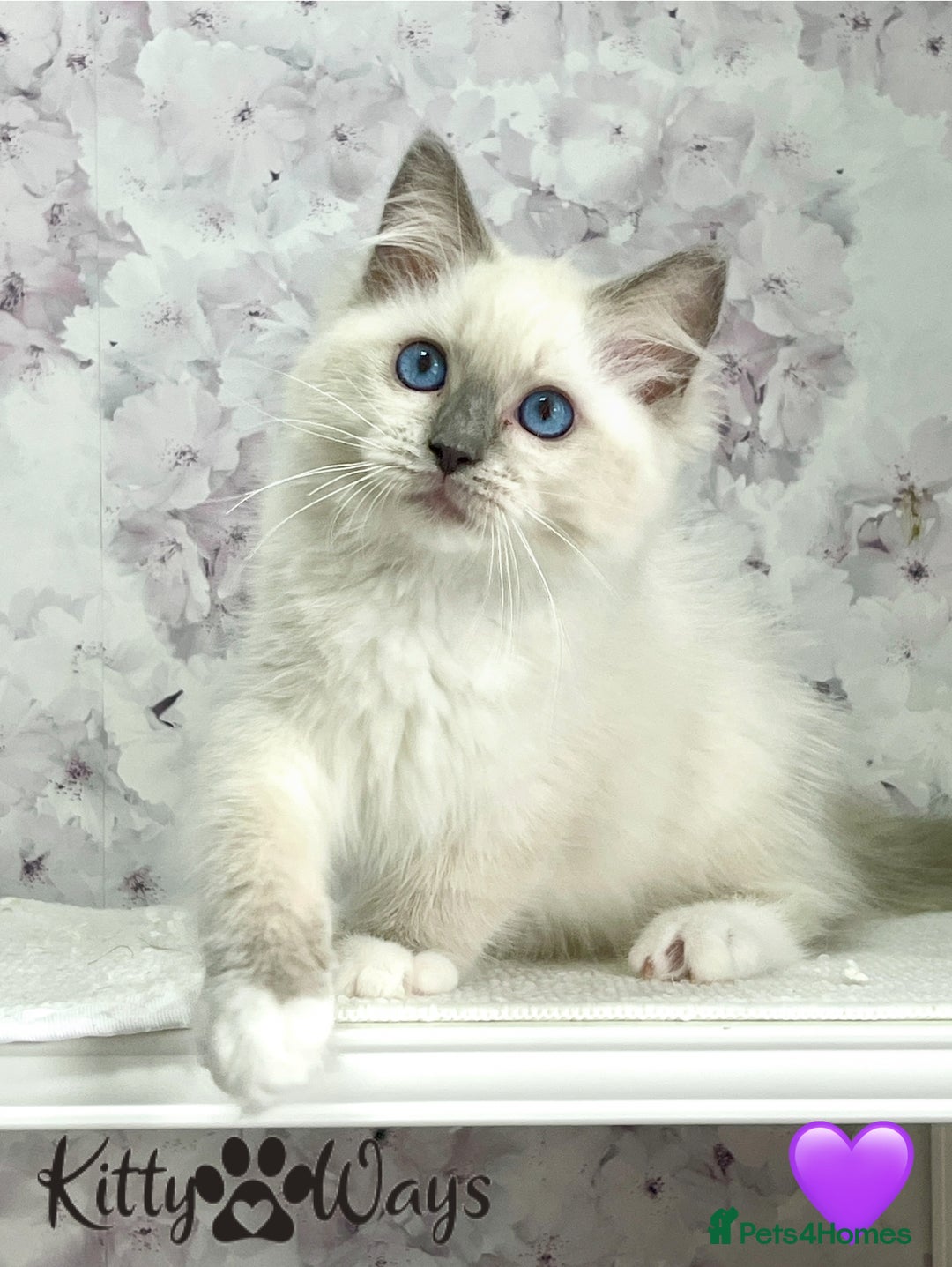 Ragdoll cats for sale: 🐾🩷*TICA REG* EU RAGDOLL KITTENS🌟 DNA CLEAR 🩵🐾 - Image 4