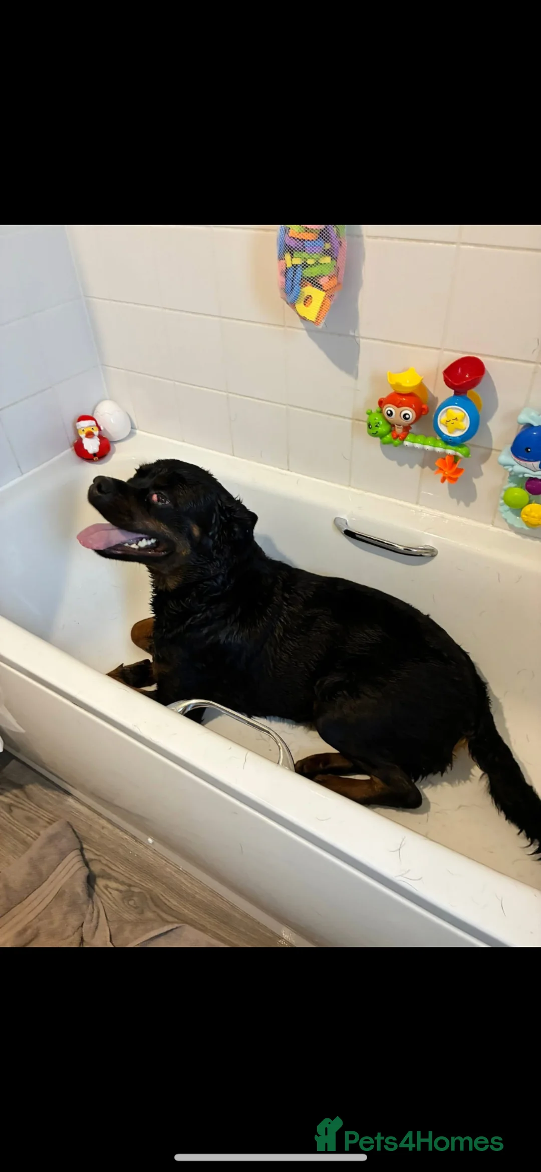 Rottweiler dogs for sale: Rottweiler in Congleton - Advert 1