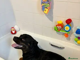 Rottweiler dogs Rottweiler - Advert 3