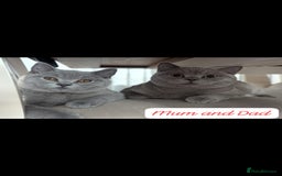 British Shorthair cats for sale: 5 Beautiful GCCF British Shorthair kittens!  - Image 10