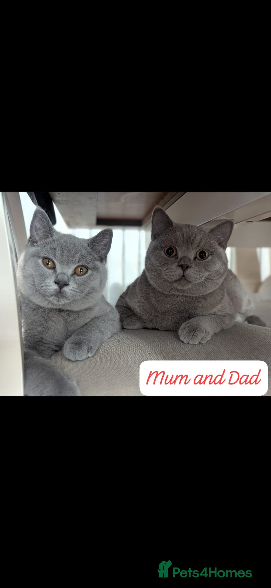 British Shorthair cats for sale: 5 Beautiful GCCF British Shorthair kittens!  - Image 10