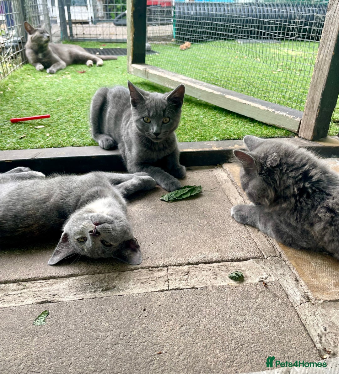 Domestic Shorthair cats for sale: Last 2 kittens available.  - Image 6