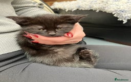Mixed Breed cats for sale: 2 baby girl kittens for sale  - Image 7