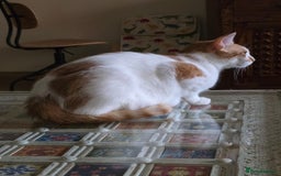 Mixed Breed cats for adoption: [Indoors Only] Kitkat and Eevee! Affectionate pair - Image 10