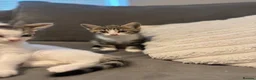 Mixed Breed cats for sale: 6 kittens ready for amazing homes!! - Advert 26