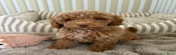 Maltipoo dogs for sale: 5🌟Korean maltipoo puppies health tested - Advert 9