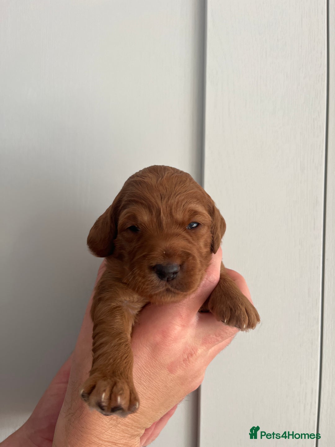 Goldendoodle dogs for sale: Extensively health tested Miniature goldendoodles - Image 8