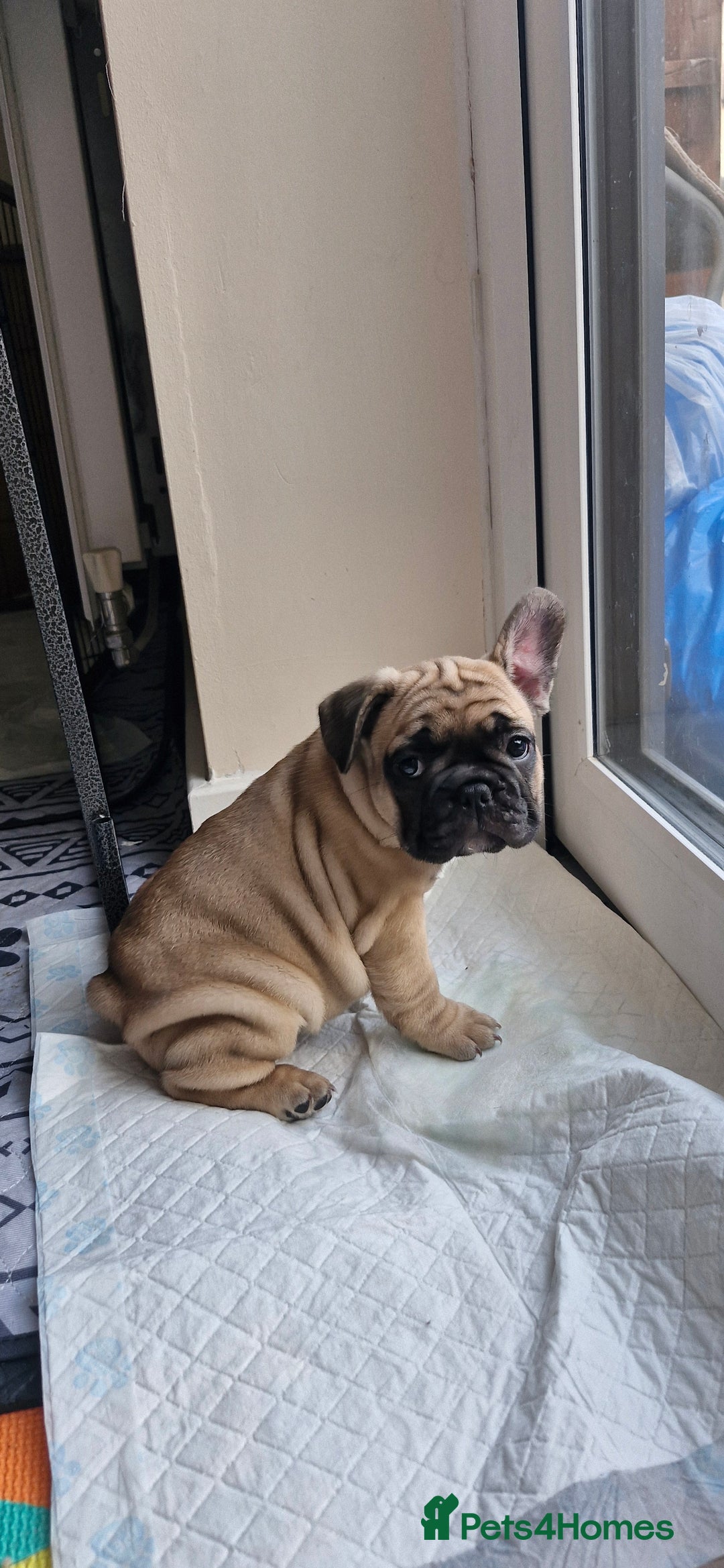 French Bulldog dogs for sale: French Bulldogs - Image 23