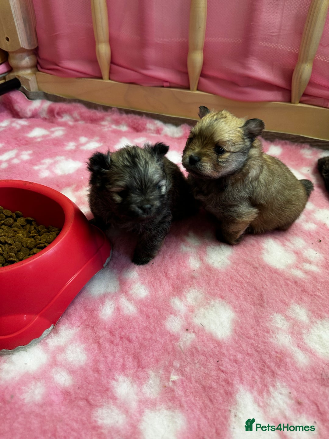 Pomeranian dogs for sale: GORGEOUS POMERANIAN PUPPIES 🐶🐶🐶🐶🐶 - Advert 20