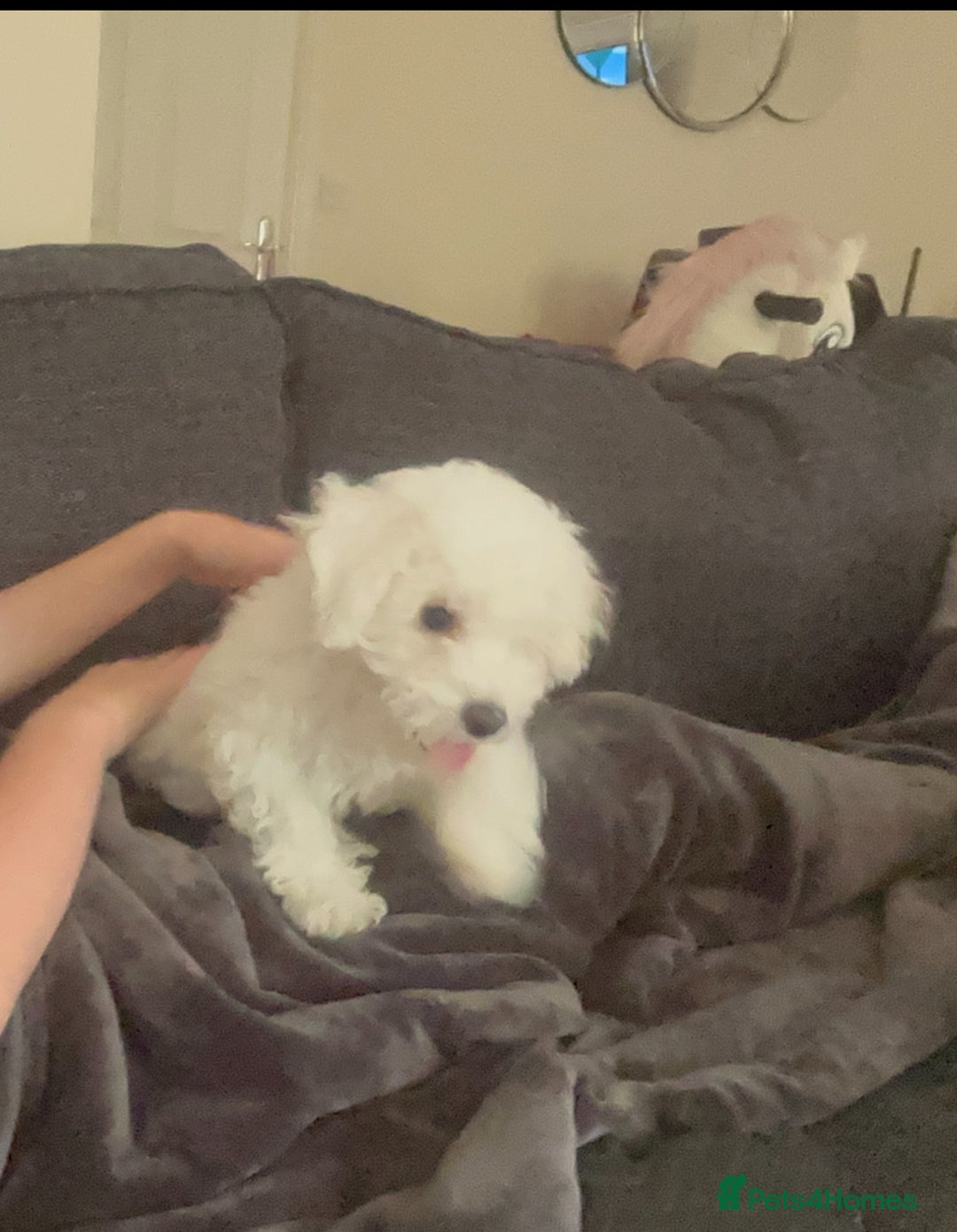 Bichon Frise dogs for sale: Pure Bichon girl puppy for sale in Bromsgrove - Image 2