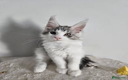 Maine Coon cats for sale: Maine coon kitten - Image 1