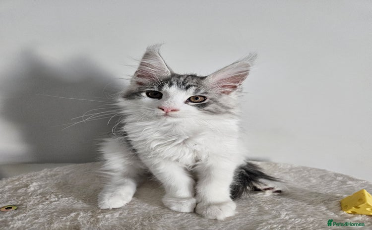 Maine Coon cats for sale - Advert 4