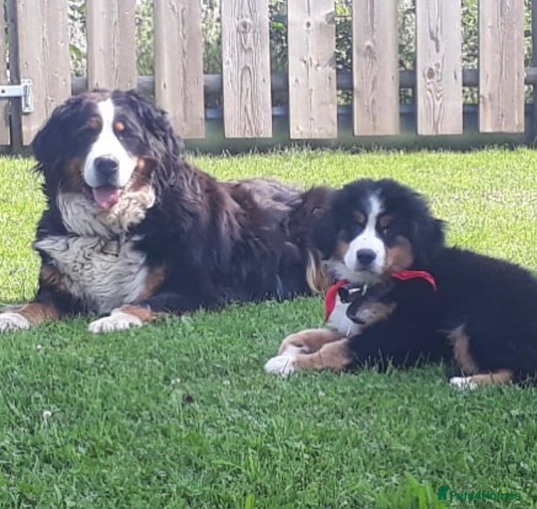 Bernese Mountain Dog dogs TITTLE....Beautiful Bernese Mountain Dog Puppies in Manchester - Advert 1