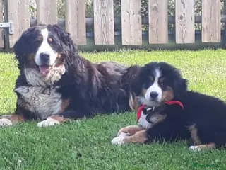 Bernese Mountain Dog dogs TITTLE....Beautiful Bernese Mountain Dog Puppies in Manchester - Advert 1