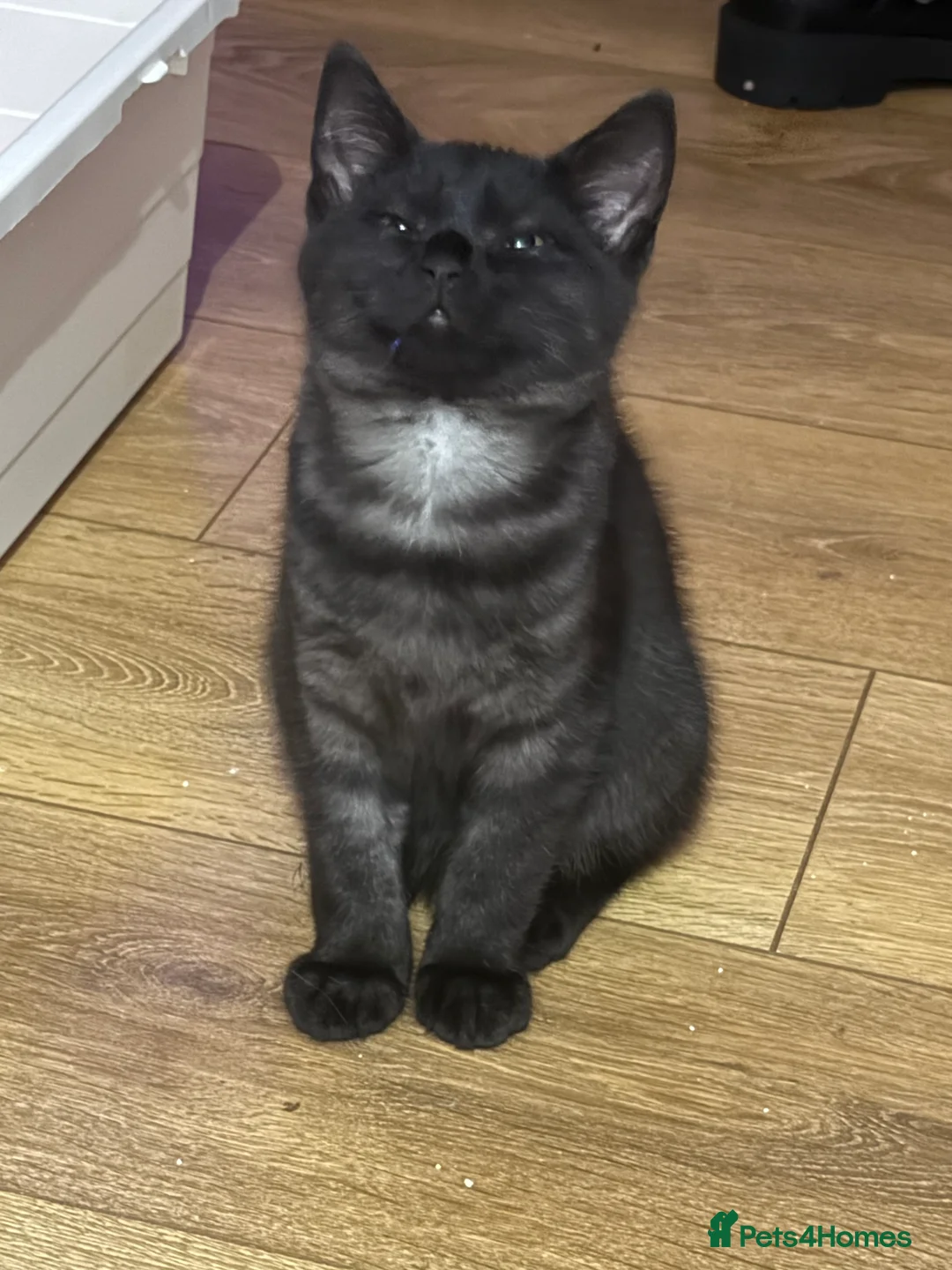 British Shorthair cats for sale: Black Smoke BSH X male - Advert 2