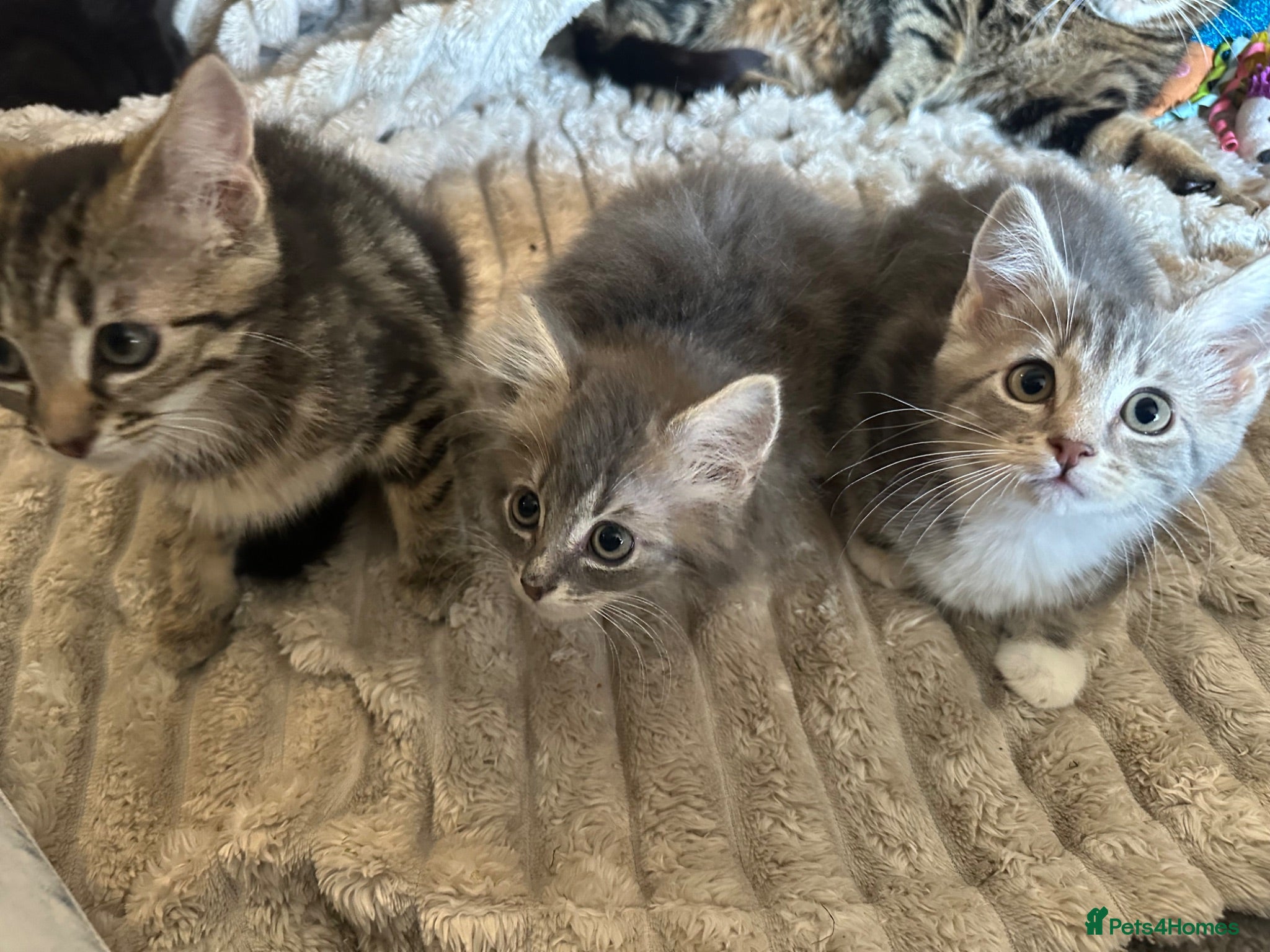 Mixed Breed cats Kittens for sale  - Advert 3