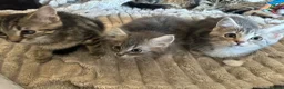 Mixed Breed cats for sale: Kittens for sale  - Advert 1