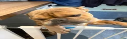 Mixed Breed dogs for sale: French bulldog mix rehome - Advert 4