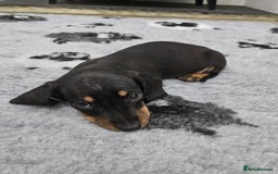Dachshund dogs for sale: Kc wirehaired daschund puppies  - Image 26
