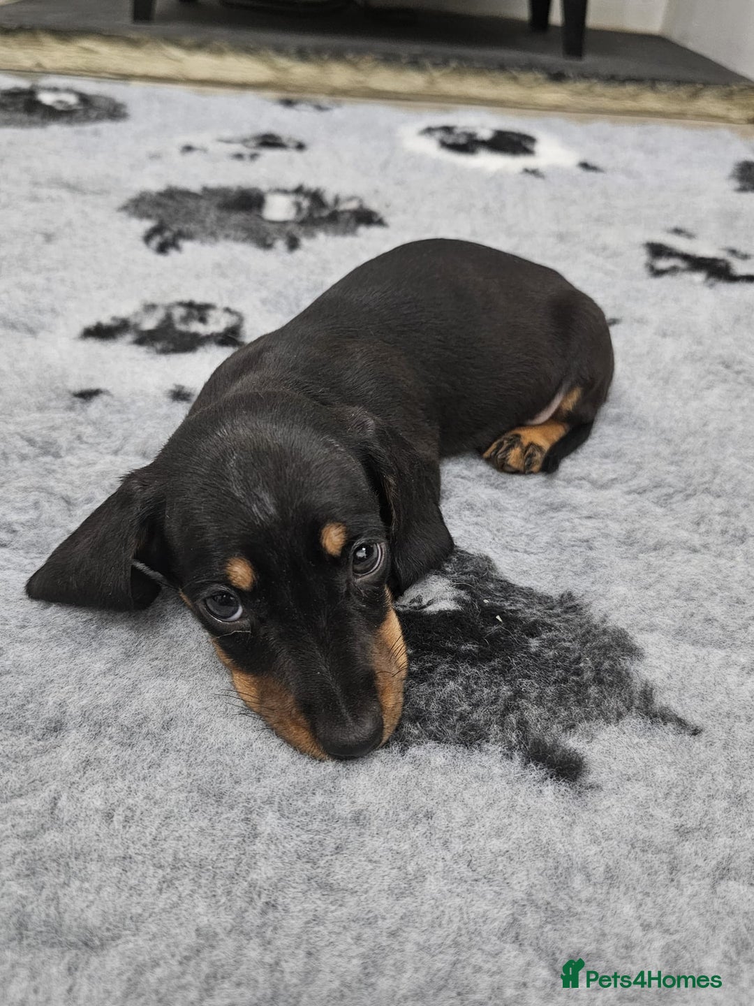 Dachshund dogs for sale: Kc wirehaired daschund puppies  - Image 26