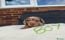 Miniature Dachshund dogs for sale: Miniature Dachshund - Image 11