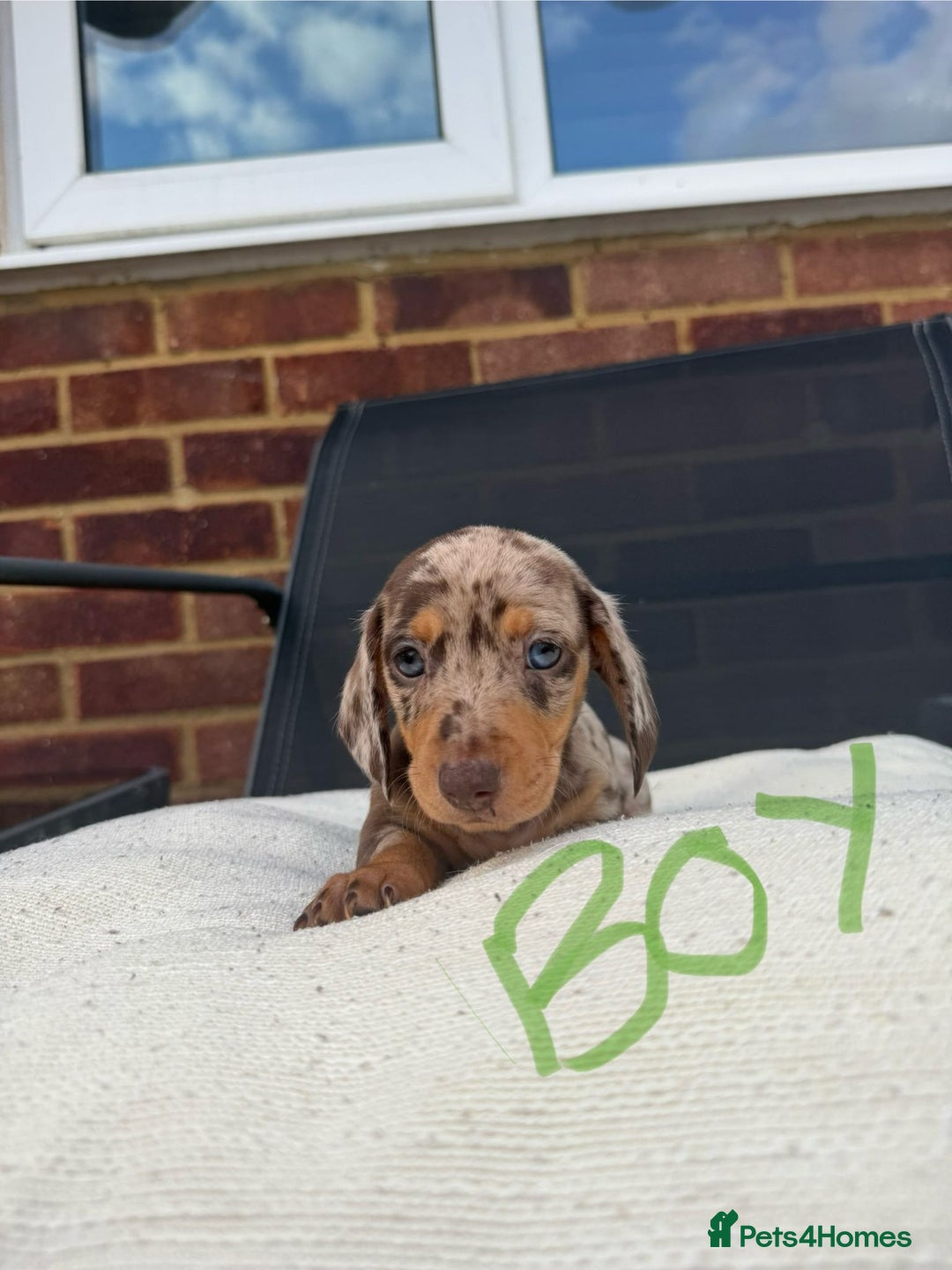 Miniature Dachshund dogs for sale: Miniature Dachshund - Image 11