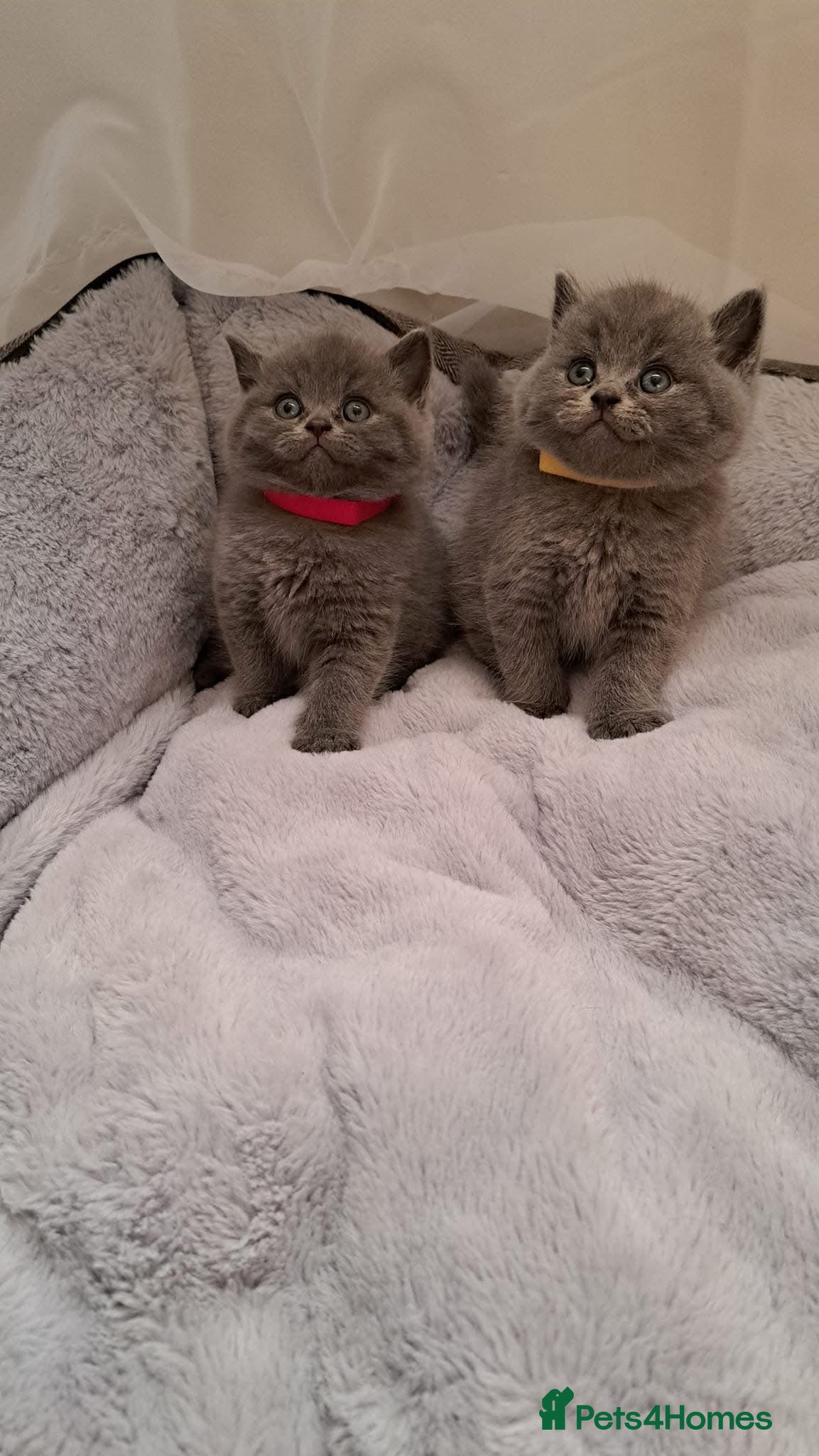 British Shorthair cats British shorthair kitten looking new home ❤️ - Advert 1